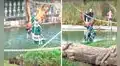 Orangután se da cuenta de la fechoría de unas nutrias e impide que le ‘roben’ su preciada manta 