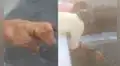 Jóvenes rescatan a perrito que se encontraba atrapado en un canal de riego
