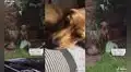 Perrita prefiere quedarse bajo la lluvia antes que recibir el regaño de su dueña