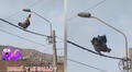 Gallo sube a un cable de alumbrado eléctrico y despierta a todo el vecindario con su cacareo