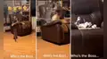 Travieso gato se rehúsa a compartir su mueble favorito con un perro y lo echa del lugar