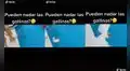 Hombre pone a prueba a su gallina y capta el divertido momento en que flota en el agua 