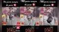 Perrito de raza husky siberiano demuestra todos sus dotes al bailar marinera