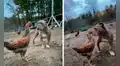 Perro cuida de unas gallinas y granjero capta el tierno encuentro de sus mascotas