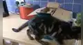 Curiosa gatita reacciona de forma graciosa cuando la tostadora indica que los panes están listos