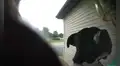 Perro escapa de la casa de su dueña y al regresar toca el timbre para que le abran la puerta