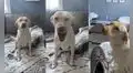 Mujer descubre que su perrita se llevó su zapatilla para mordisquearla en su cama