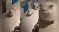 Gatito sorprende en las redes por su singular forma de estornudar