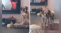 Perritos dejan de jugar y se acercan a su cuidadora para consolarla al verla llorar