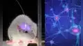 Científicos desarrollan un método para borrar los recuerdos usando luz