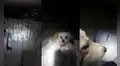 Conoce a Willow, el perrito que tiene el ‘don’ de encontrar a otros canes perdidos