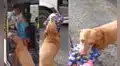 Perrita tiene adorable reacción al ver que la hija de su dueña vuelve a casa