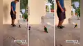 Loro salta al mismo ritmo que su dueño y escenas se vuelven virales