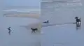 Perrito salchicha tiene curioso enfrentamiento en la playa con un pájaro cormorán 