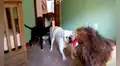 Juegan broma a perros con peluche en forma de león y estos tienen inesperada reacción