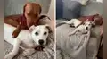 Perro cuida de su nuevo compañero canino y su amo graba el dulce momento