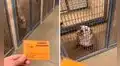 Perro con discapacidad se emociona al enterarse que fue adoptado y tendrá un nuevo hogar