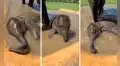 Elefante bebé se pone contento cuando se baña por primera vez en una laguna 