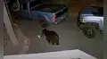 Oyen extraños sonidos de madrugada y encuentra a oso salvaje ‘robando’ sus cosas