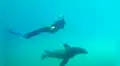 Buceador se sumerge en el fondo del mar, león marino aparece e intenta atacarlo