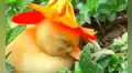 Patito se duerme con un sombrero de flores en la cabeza y se roba el corazón de los cibernautas