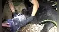 Encuentran a osa con un contenedor de plástico atorado en su cabeza y deciden ayudarla