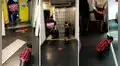Tierna perrita sorprende mientras camina por la pasarela de embarque para pasar al avión