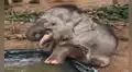 Bebé elefante toma un baño de tina por primera vez y su reacción enternece a miles 
