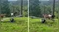 Adorable cabrita bebé sorprende al aprender a jugar sola sobre una tabla de madera