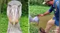 Famoso tiktoker encuentra un ave picozapato y queda encantado ante su presencia