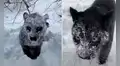 Mujer queda cerca de un animal cubierto de nieve y descubre que es una pantera salvaje