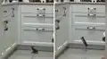 Gatito bebé intenta saltar sobre el estante de la cocina e impresiona en las redes