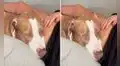 Perrito se sorprende al sentir una patada del bebé de su dueña tras acostarse en su barriga 
