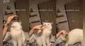 Gata se aleja cada vez que su dueña quiere tocarla y evita todo tipo de cariños