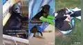 Dejan abandonada a una perrita y personas la adoptan para rehabilitarla de sus heridas