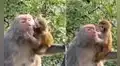 Mamá mona salva a su pequeño y este le agradece con tiernos besos y abrazos