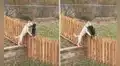 Perro corre hacia la valla de su hogar para abrazar a su mejor amigo 