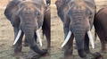 Mamá elefante vigila atentamente a su bebé mientras toma una siesta