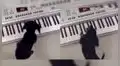Cachorro juega con un piano e impresiona a internautas por hacer sonar una ‘melodía’