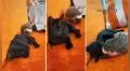 Pequeño erizo y gatito demuestran tierna amistad en una escena mientras ambos descansan