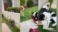 Descubre que su perrita juega a diario con un gato callejero y decide adoptarlo en su casa
