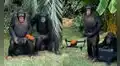 Chimpancés controlan un dron como expertos y miles de usuarios se sorprenden