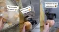 Perros callejeros hacen cola para recibir comida y se vuelven viral en redes sociales