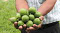 El limón: conoce sus variedades, características y usos
