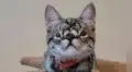 Hacen campaña mundial para adoptar a gatita con anomalía facial congénita