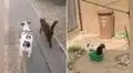 Gato acompaña a perrito durante su paseo y ambos se vuelven inseparables