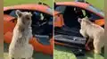 Pequeño oso arranca la puerta de lujoso Lamborghini y su dueño graba su travesura