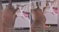Gatita ve la foto de su hermanito fallecido y se acerca a la pantalla para ‘saludarlo’