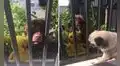 Perro busca a diario a su ‘amiga’ que vive al lado de su casa para enseñarle su peluche 