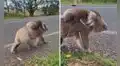 Mamá koala lleva a su cría en la espalda para protegerla mientras buscan un refugio 